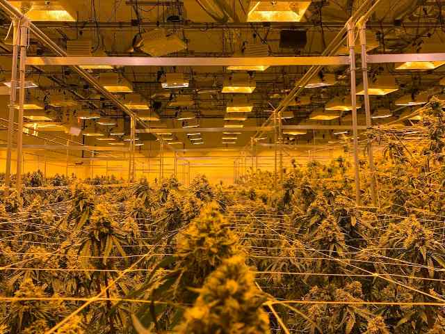 Indoor cannabis
